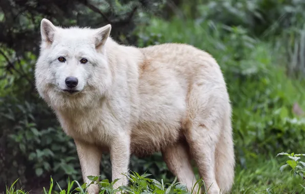 Nature, face, animal, wolf, wildlife, head, fur, mammal
