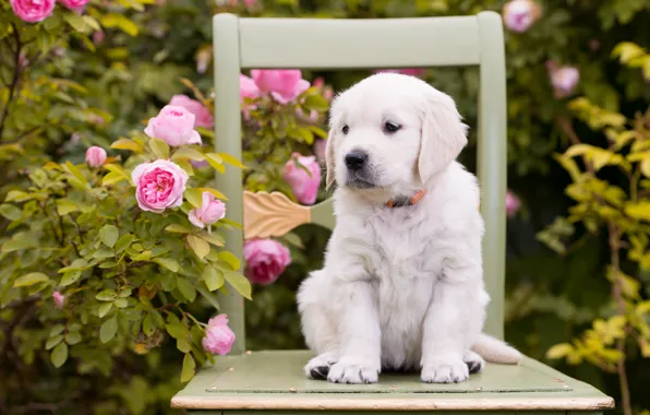 Цветы, розы, собака, стул, щенок
