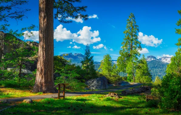 Картинка деревья, пейзаж, горы, природа, дорожка, США, Сьерра-Невада, перевал