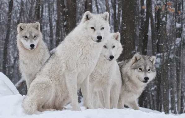 Картинка природа, хищник, семья, волки, зима.снег