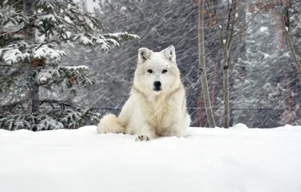 Snow, wolf, forrest