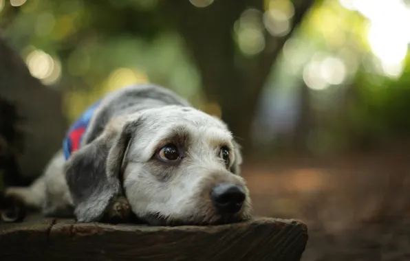 Лес, собака, forest, dog, боке, bokeh, looking, lazy