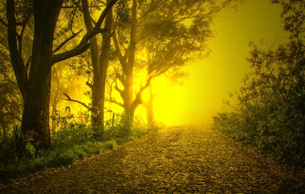 Картинка дорога, деревья, туман, брусчатка