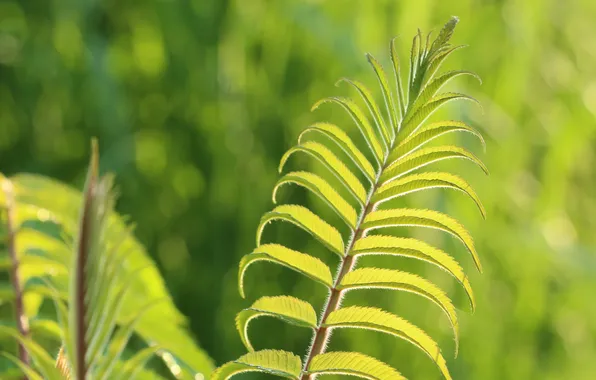 Leaf, plant, twig