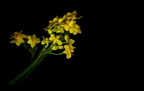 Листья, свет, тень, лепестки, стебель