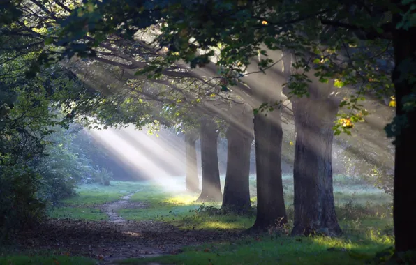 Лес, свет, природа, тропинка, morning sun