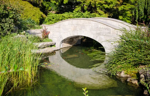 Картинка зелень, пруд, green, растения, Лето, summer, мостик, bridge