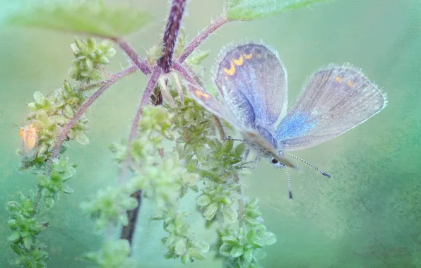 Картинка макро, бабочка, растение, обработка