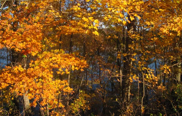 Осень, лес, листья, деревья, октябрь, forest, Nature, trees