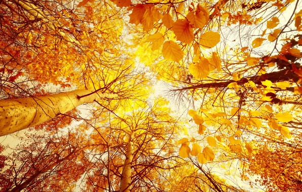 Картинка осень, лес, небо, листья, солнце, деревья, пейзаж, желтые