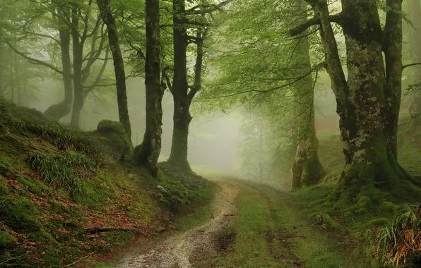 Лес, деревья, природа, туман, тропинка