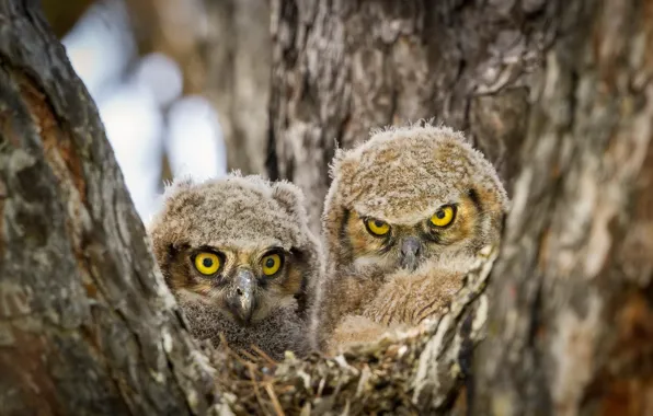 Природа, Angry Birds, Real Life
