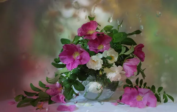 Картинка капли, цветы, букет, окно, шиповник, ваза