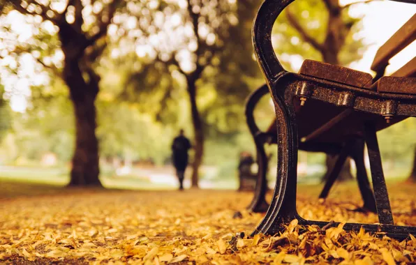 Картинка осень, листья, деревья, скамейка, природа, парк, желтые, силуэт