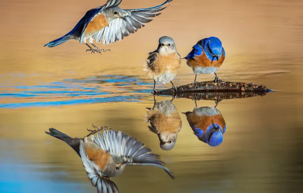 Картинка вода, птицы, отражение, крылья, западная сиалия