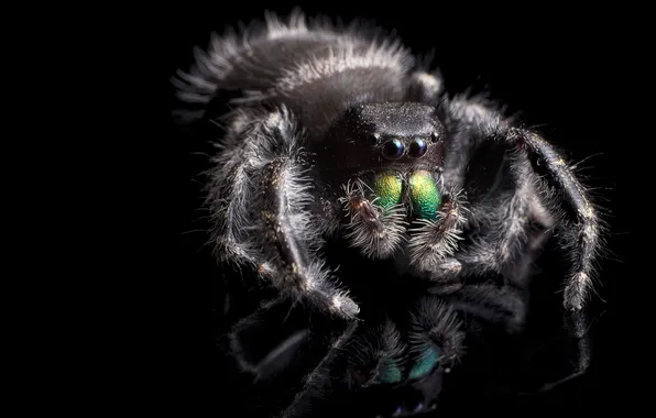 Картинка природа, паук, Phidippus audax