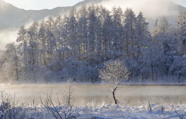 Зима, лес, снег, деревья, озеро, Япония