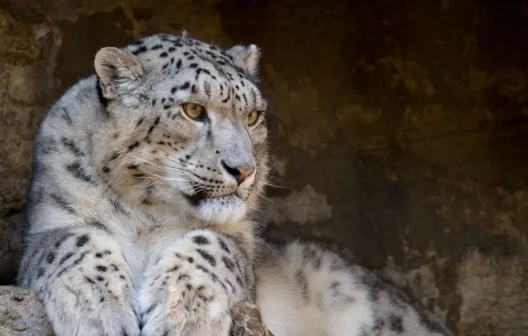Картинка хищник, Snow Leopard, ирбис, снежный барс, дикие кошки