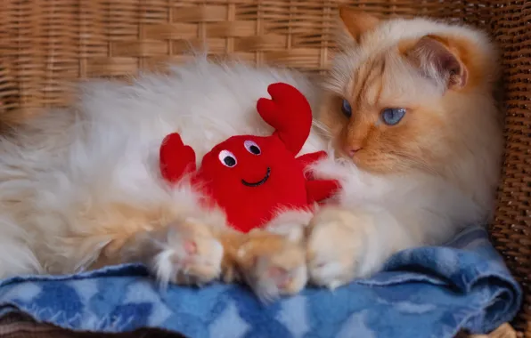 Кошка, кот, взгляд, поза, игрушка, краб, пушистый, рыжий