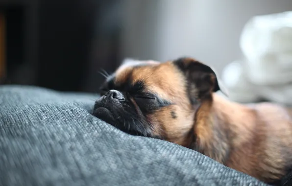 Картинка кровать, собака, нос, мордочка, пес, спит, брабансон