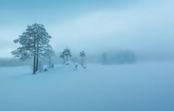 Зима, небо, снег, деревья, туман