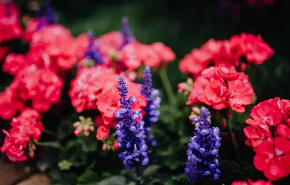 Green, flowers, street, beauitiful