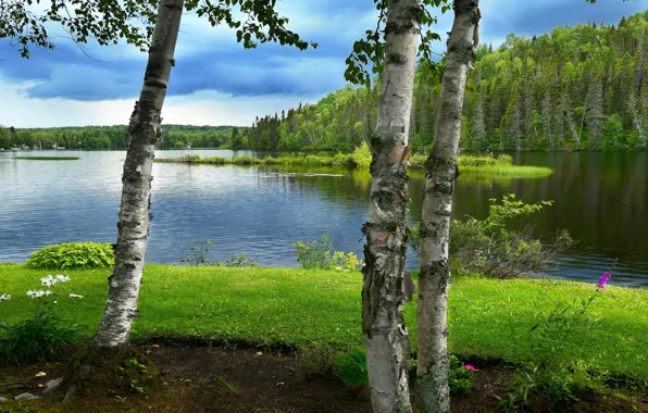 Картинка зелень, лес, лето, трава, облака, деревья, озеро, пруд