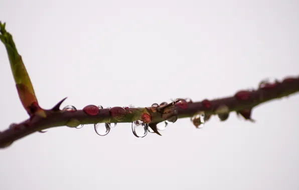 Dew, branch, dewdrops, rose thorns, rose bush