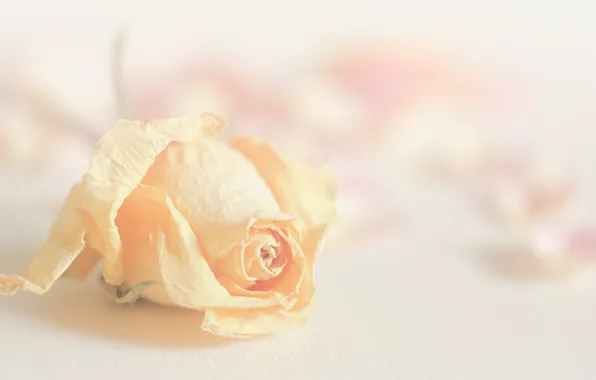 Роза, rose, flora, Fragile Beauty