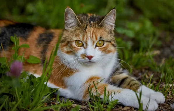Картинка кошка, трава, взгляд, морда, природа, поза, лапы, лежит