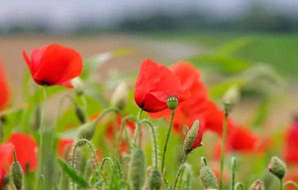 Картинка лето, цветы, красный, природа, мак, маки, бутоны, зеленый фон