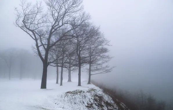 Зима, снег, деревья, туман
