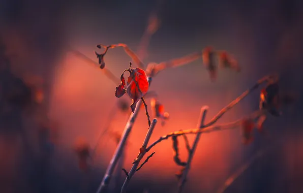 Листья, ветки, природа