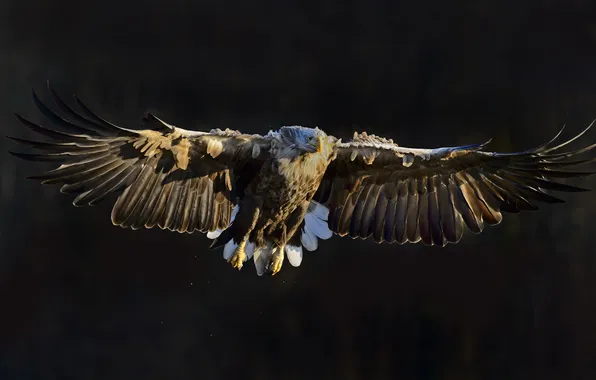 Природа, птица, White Tailed Eagle