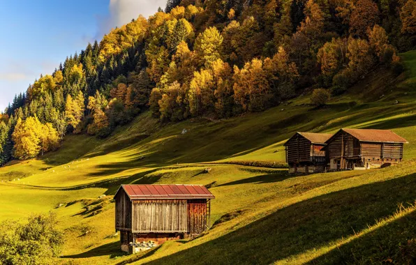 Осень, солнце, деревья, горы, склон, луг, домики, альпы