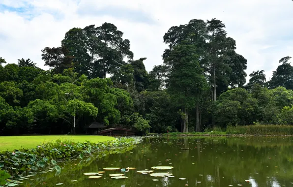 Зелень, трава, деревья, пруд, парк, Индонезия, мостик, Bogor