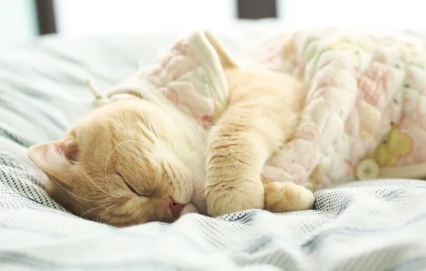 Кот, кровать, спит, бежевый, Британский