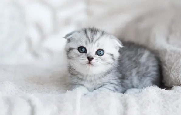 Котенок, малыш, шотландский