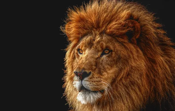 Картинка морда, лев, царь