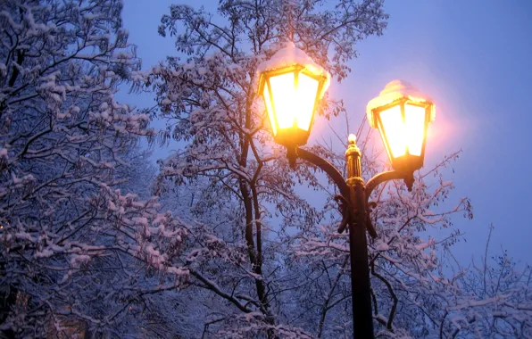 Картинка холод, зима, свет, снег, деревья, ветки, природа, вечер