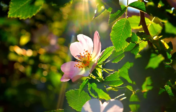 Картинка Весна, Цветок, Flowers, Spring, лучик