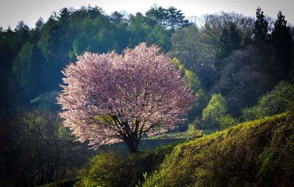 Картинка лес, природа, дерево, Япония, сакура, цветущее, Nagano