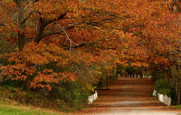 Картинка дорога, осень, листья, деревья, парк