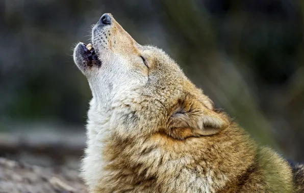 Картинка волк, хищник, вой, поет, ©Tambako The Jaguar