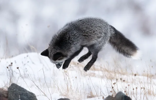 Картинка зима, снег, прыжок, лиса, Чернобурая лисица