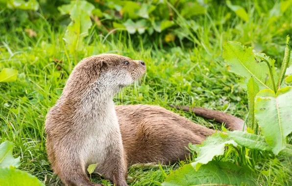 Зелень, трава, листья, природа, выдра, European Otter