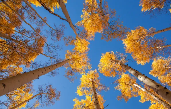 Картинка осень, небо, листья, деревья, ствол, осина