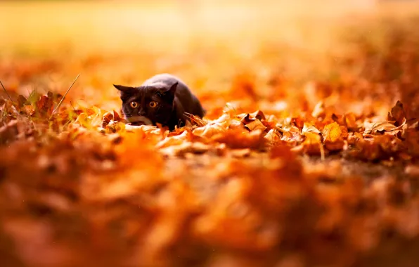 Картинка осень, кот, листья, цвета, природа, фон, обои, черный