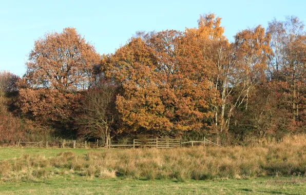 Картинка поле, деревья, Осень, trees, field, autumn, fall