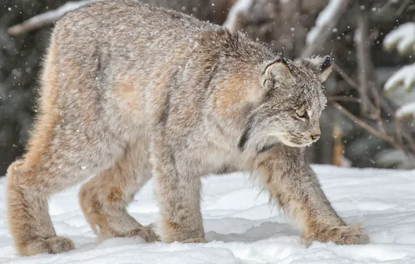 Зима, снег, рысь, дикая кошка